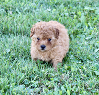 Yorkipoo