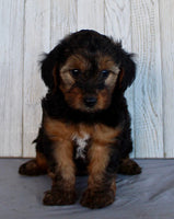 Yorkipoo
