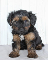 Yorkipoo