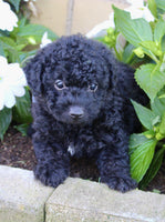 Yorkipoo