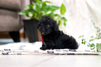 Yorkipoo