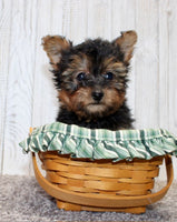 Yorkipoo