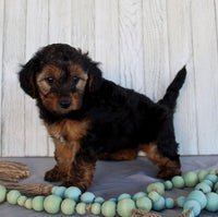 Yorkipoo