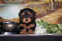  Yorkipoo