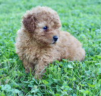 Yorkipoo