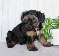 Yorkipoo