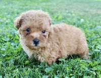 Yorkipoo
