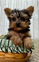 Yorkipoo