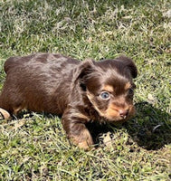 Yorkipoo