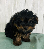 Yorkipoo