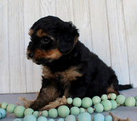 Yorkipoo