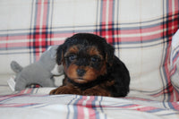 Yorkipoo