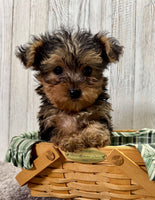 Yorkipoo