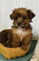 Yorkipoo