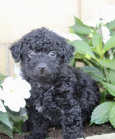 Yorkipoo