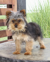 Yorkshire Terrier