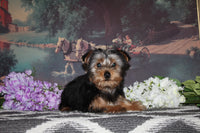 Yorkshire Terrier 