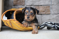 Yorkshire Terrier