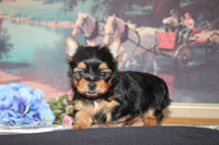 Yorkshire Terrier