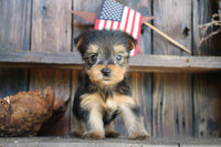 Yorkshire Terrier