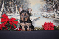 Yorkshire Terrier