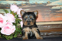 Yorkshire Terrier