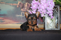 Yorkshire Terrier