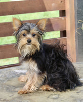 Yorkshire Terrier