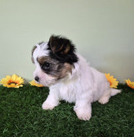 Biewer Terrier