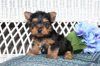 Yorkshire Terrier
