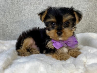 Yorkshire Terrier