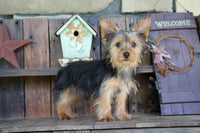 Yorkshire Terrier