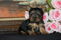 Yorkshire Terrier