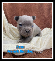 Zazu Male AKC French Bulldog $1850