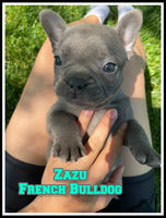 French Bulldog