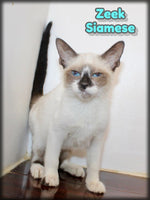 Zeek Male Snowshoe Siamese $700