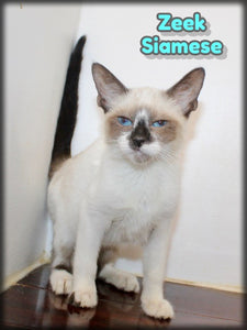 Siamese