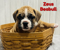 Zeus Male Beabull $1000