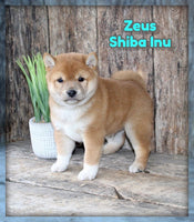Zeus Male AKC Shiba Inu $999
