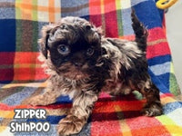 Zipper Male Shihpoo $1325