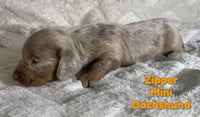 Zipper Male ICA Mini Dachshund $2725