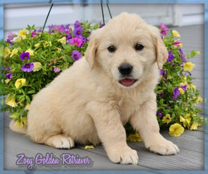 Golden Retriever