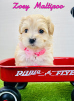 Zoey Female Maltipoo $1195