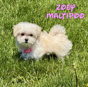 Maltipoo