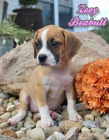 Beabull