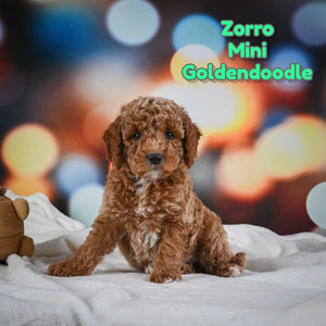 Mini Goldendoodle